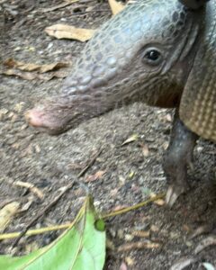 Familia de armadillos son captados en selva de Palenque 