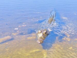 Nuevas posibles especies de cocodrilos de Cozumel, saldrán en documental internacional