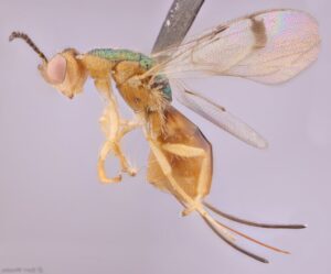 Avispas parásitas ponen en peligro a la humanidad