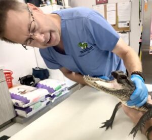 Caimana sin mandíbula cautiva a internautas por su extraña aspecto
