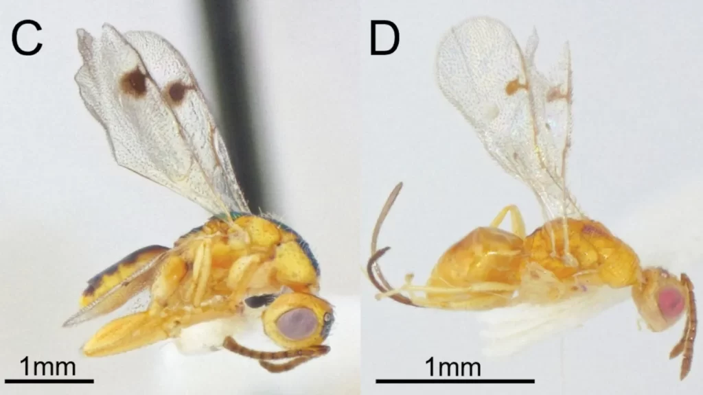 Bootanomyia dorsalis