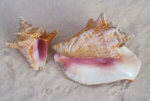 ¿Por qué no debes llevarte las caracolas de la playa a tu casa?