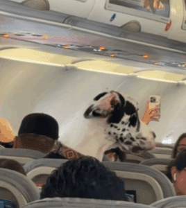 Gran danés viaja como todo un pasajero en un vuelo comercial y se hace viral