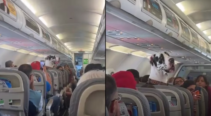 Gran danés viaja como todo un pasajero en un vuelo comercial y se hace viral