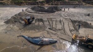 Encuentran ballena sin vida en playa de Tijuana 
