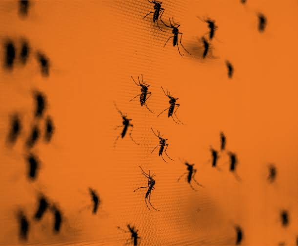 Ahuyenta mosquitos con este truco de papel higiénico
