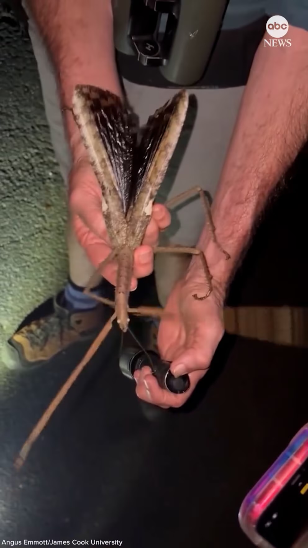 Encuentran insecto más grande del mundo en Australia 
