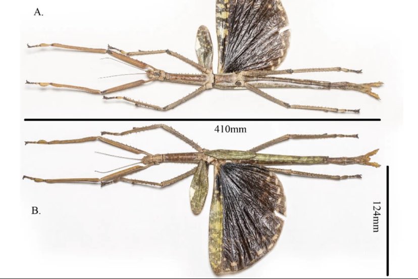 Encuentran insecto más grande del mundo en Australia 
