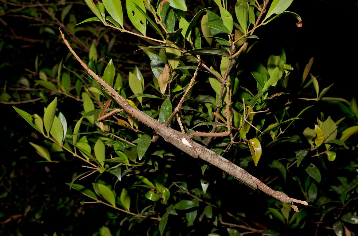 Encuentran insecto más grande del mundo en Australia 