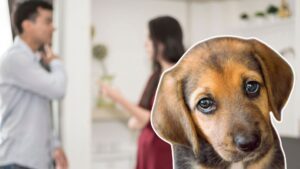 CDMX aprueba custodia compartida de mascotas en casos de divorcio