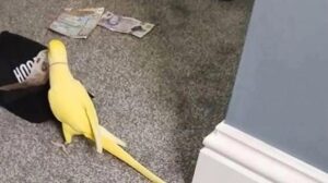 Periquito ayuda a detener una banda de narcos