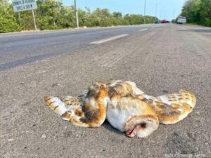 Encuentran “Lechuza de Campanario” sin vida en carretera de Yucatán / Foto: Iván Clemente Torres
