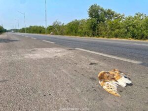 Encuentran “Lechuza de Campanario” sin vida en carretera de Yucatán / Foto: Iván Clemente Torres
