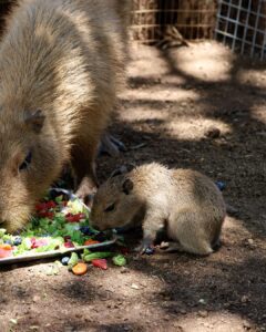 Nace un capibara en un bioparque de Nuevo León 