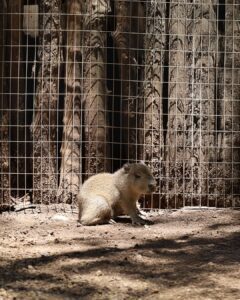 Nace un capibara en un bioparque de Nuevo León 