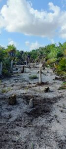 Suman esfuerzos para sofocar el incendio en Holbox