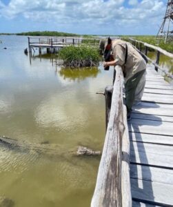 Nuevas posibles especies de cocodrilos de Cozumel, saldrán en documental internacional