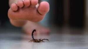 ¿Cuál es más mortal: la abeja, la serpiente o el alacrán?