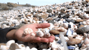 ¿Por qué no debes llevarte las caracolas de la playa a tu casa?