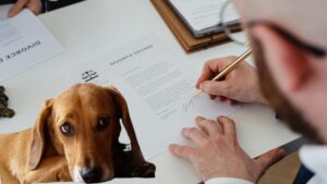 CDMX aprueba custodia compartida de mascotas en casos de divorcio