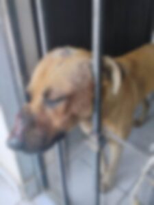 Hombre ataca a machetazos a un perrito por comerse una gallina 