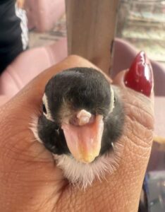 Manicurista hace prótesis de pico a un pajarito
