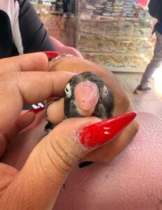 Manicurista hace prótesis de pico a un pajarito