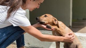 Mascotas quedan abandonadas tras redadas migratorias en EE. UU.