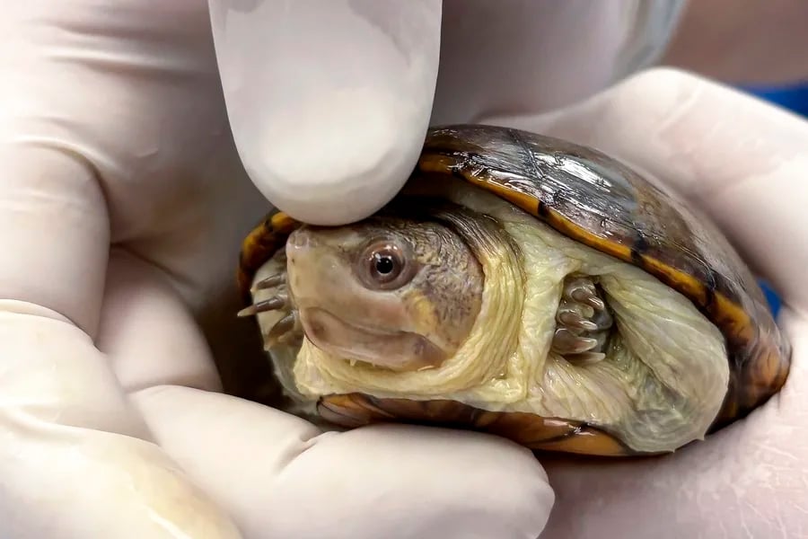 Zoológico de Guadalajara logra el nacimiento de la tortuga casquito, el reptil más pequeño del planeta