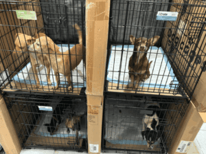 Mascotas quedan abandonadas tras redadas migratorias en EE. UU.