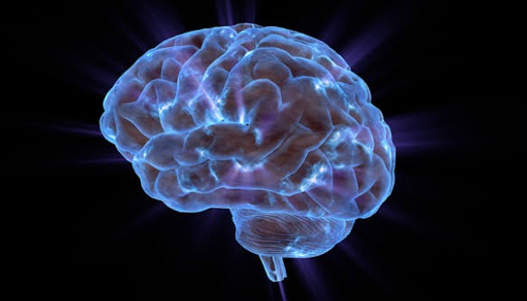 Descubren la proteína FTL1, el “interruptor” cerebral que podría revertir la pérdida de memoria