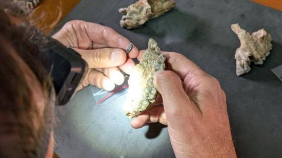 Descubren en Australia tres nuevas especies de marsupiales carnívoros con dientes de martillo