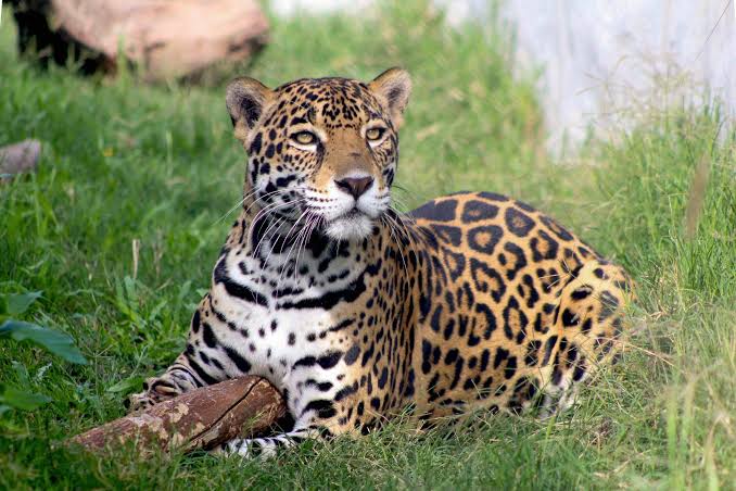 Población de jaguares crece 30% en México, aunque la especie continúa en riesgo