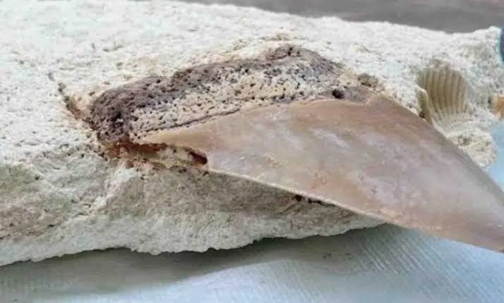 Tulum exhibe fósiles de megalodón encontrados en cenote Maravilla de Quintana Roo