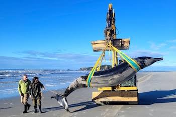 Ballenas que resisten sin oxígeno: El hallazgo científico que podría transformar la medicina