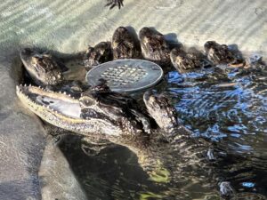 Caimana sin mandíbula cautiva a internautas por su extraña aspecto