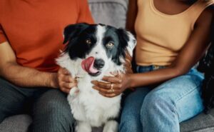 CDMX aprueba custodia compartida de mascotas en casos de divorcio