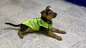 Policías adoptan a un perrito rescatado en CDMX