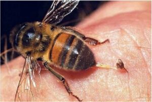 ¿Cuál es más mortal: la abeja, la serpiente o el alacrán?