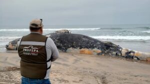Encuentran ballena sin vida en playa de Tijuana 