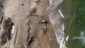 Encuentran ballena sin vida en playa de Tijuana 