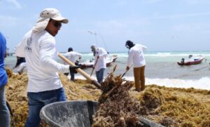 Arribo de sargazo a playas de Quintana Roo, no ha afectado la llegada de turistas: Sheinbaum