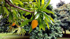 Kanisté, la fruta maya antienvejecimiento que pocos conocen 
