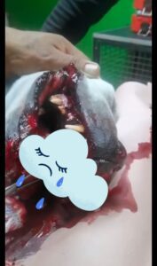 Matan a perrito tras explotarle pirotecnia en su trompa 