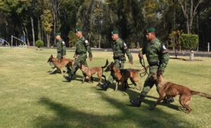 Así entrenan a los perritos que sirven en el Ejército Mexicano