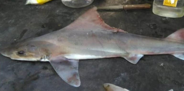 Tiburón “sabueso de vela” reaparece después de medio siglo sin registros