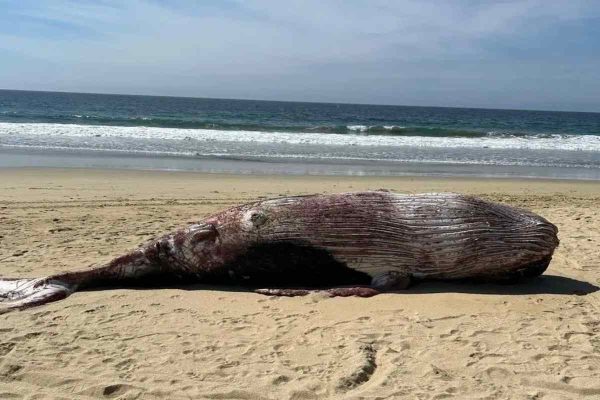 Crisis silenciosa en México: Récord de ballenas grises muertas y nacimientos mínimos en 2025