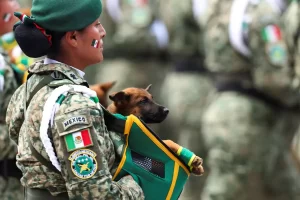 Así entrenan a los perritos que sirven en el Ejército Mexicano