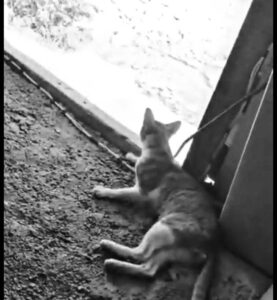 Dos hombres detenidos por maltrato animal en Tulum