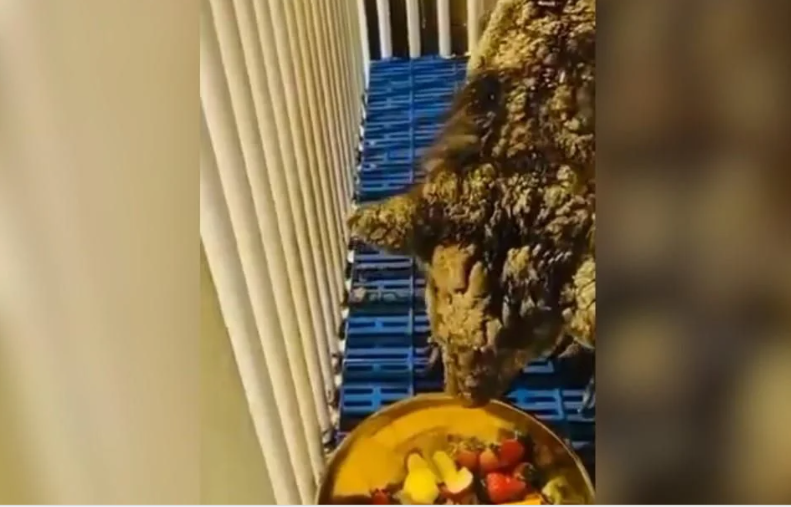 Osa Mina fue trasladada a instalaciones de la Fundación Invictus para su recuperación